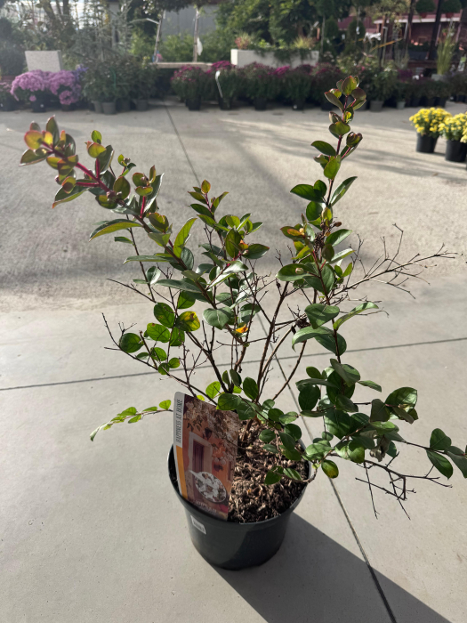 Lagerstroemia indica ‘With Love’ – arbust ornamental cu flori roz [5]