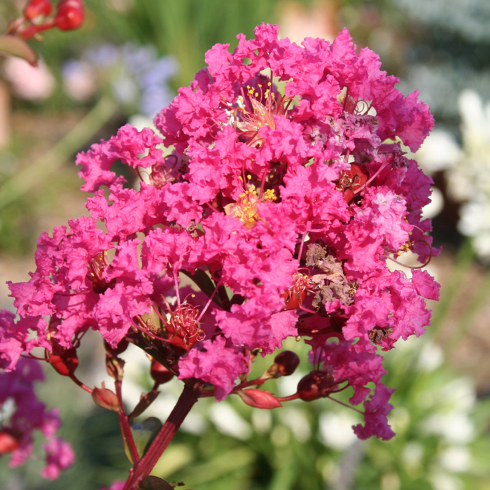 Lagerstroemia indica ‘With Love’ – arbust ornamental cu flori roz [4]