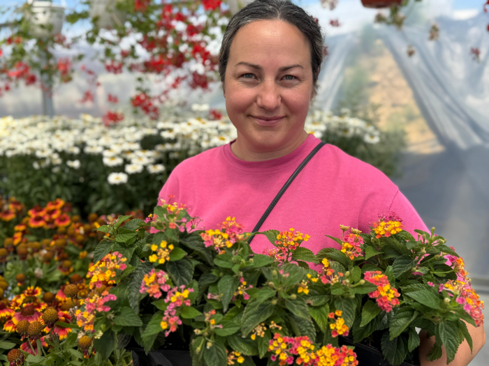 Lantana Calippo Big Grapefruit [5]