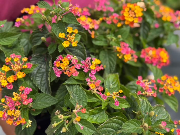 Lantana Calippo Big Grapefruit [4]