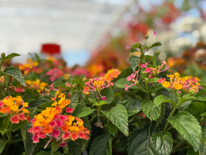 Lantana Calippo Big Grapefruit [3]