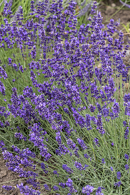 Lavanda – 15 cm [4]