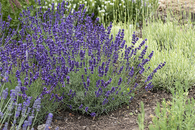 Lavanda – C23 [3]