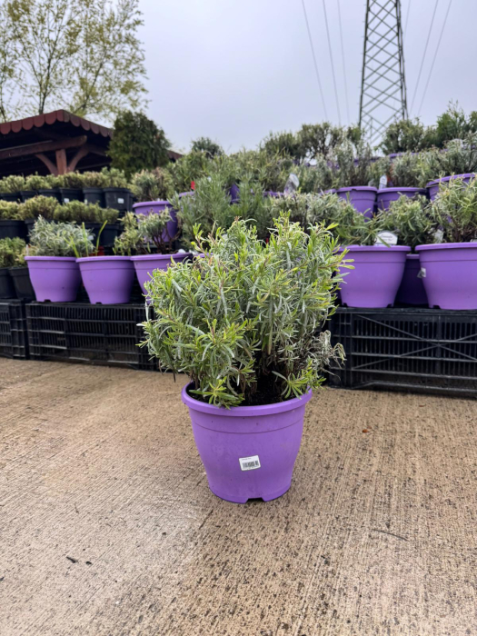 Lavanda – C23 [2]