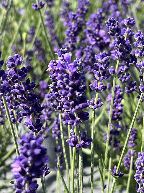 Lavanda – C23 [2]