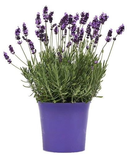 Lavanda Hidcote Maxi – C2 [1]