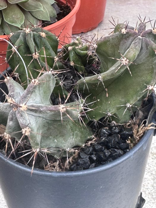 led planter zink cactusvorm met cactuss [6]