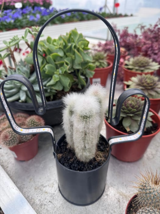 led planter zink cactusvorm met cactuss [1]