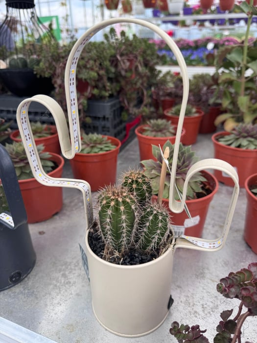 led planter zink cactusvorm met cactuss [3]