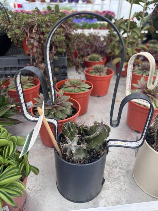 led planter zink cactusvorm met cactuss [5]