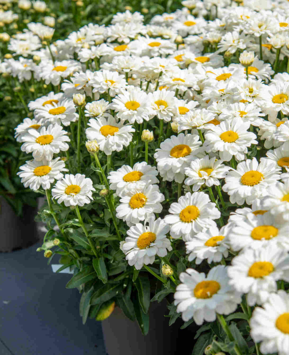 Leucanthemum Sweet Daisy Jane [1]