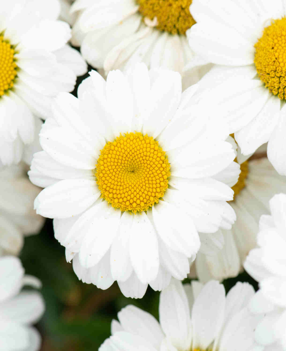Leucanthemum Sweet Daisy Jane [3]