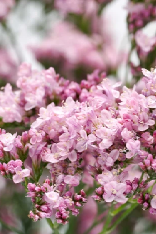 Limonium ‘Florida Pink’ [1]