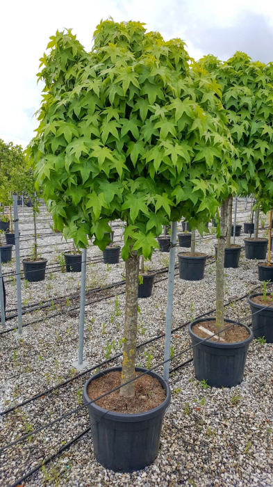 Liquidambar styraciflua [3]