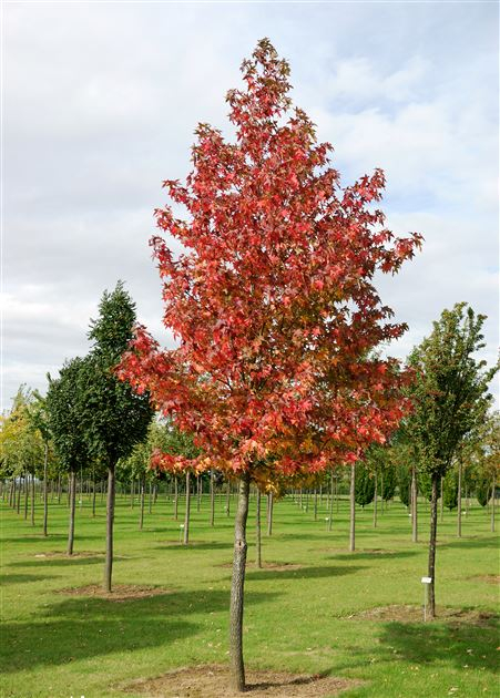 Liquidambar styraciflua [5]