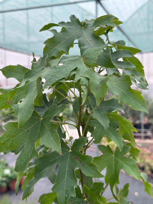 Liquidambar styraciflua [7]