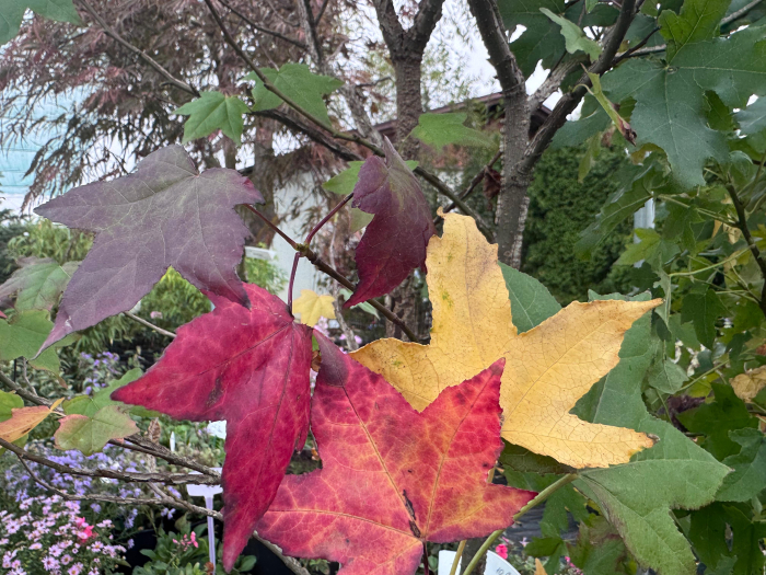 Liquidambar styraciflua [2]