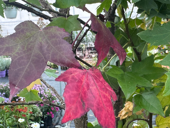 Liquidambar styraciflua [8]