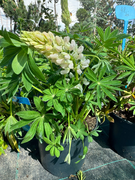 Lupinus Lupini 'Mix’ [2]