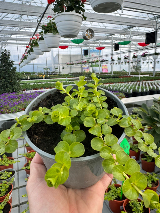 Lysimachia ‘Aurea’ P12 [2]