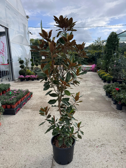 Magnolia grandiflora ‘Little Gem’ [1]