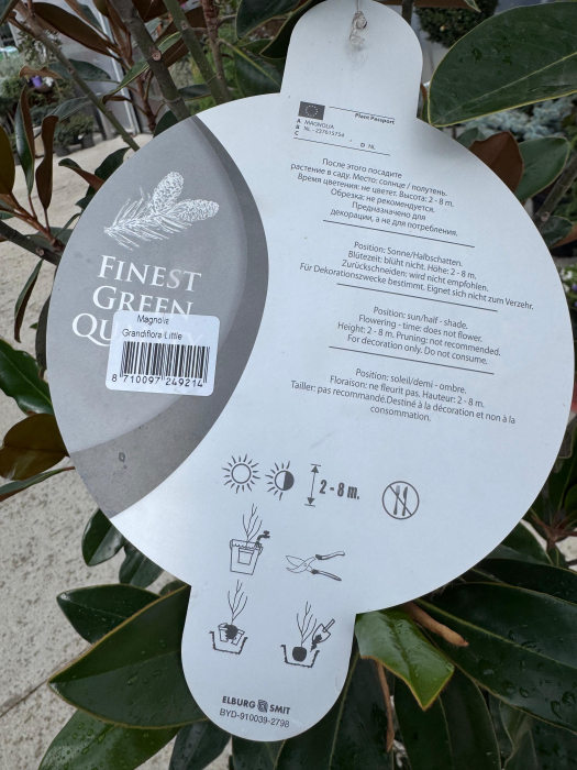 Magnolia grandiflora ‘Little Gem’ [4]