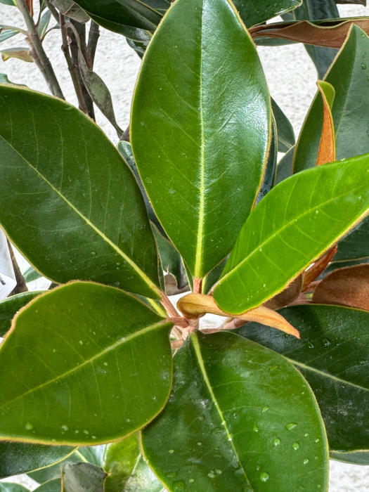 Magnolia grandiflora ‘Little Gem’ [2]
