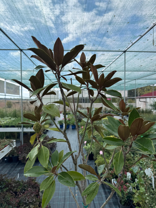 Magnolia grandiflora T1/2 [4]