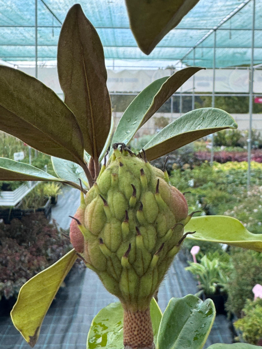 Magnolia grandiflora T1/2 [3]