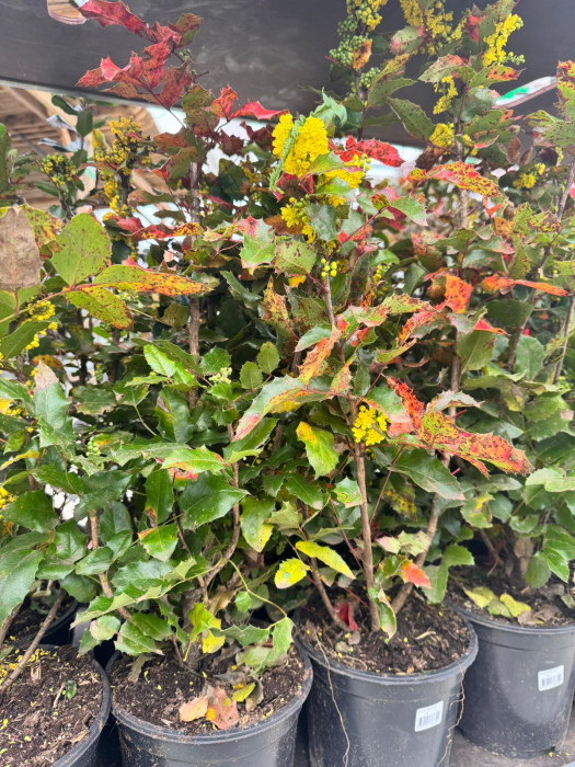 Mahonia aquifolium, ghiveci C3 [2]