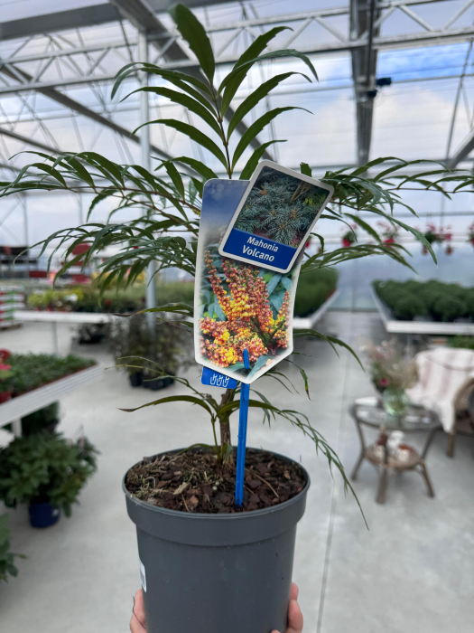 Mahonia ‘Volcano’ [4]