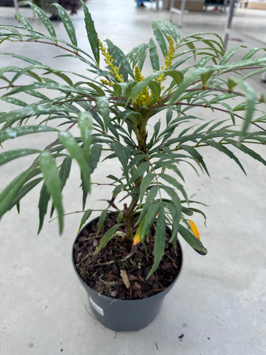 Mahonia ‘Volcano’ [5]