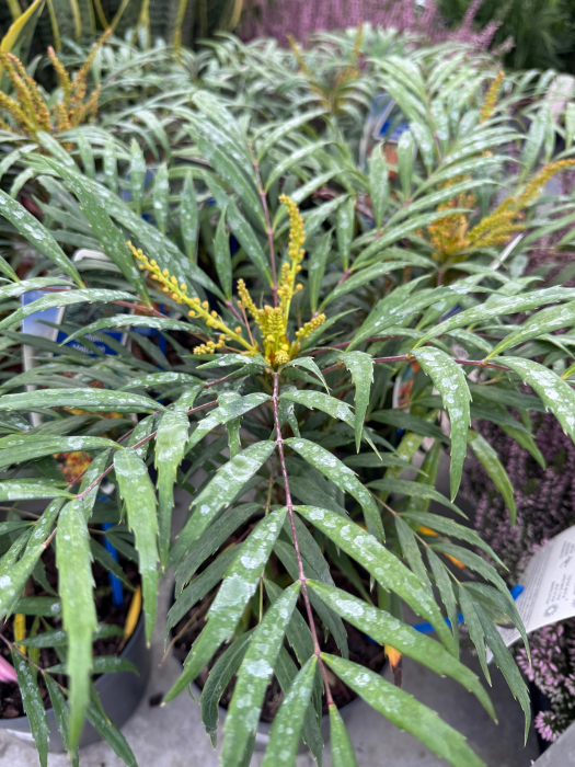 Mahonia ‘Volcano’ [3]