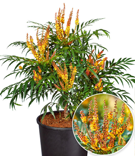 Mahonia ‘Volcano’ [2]