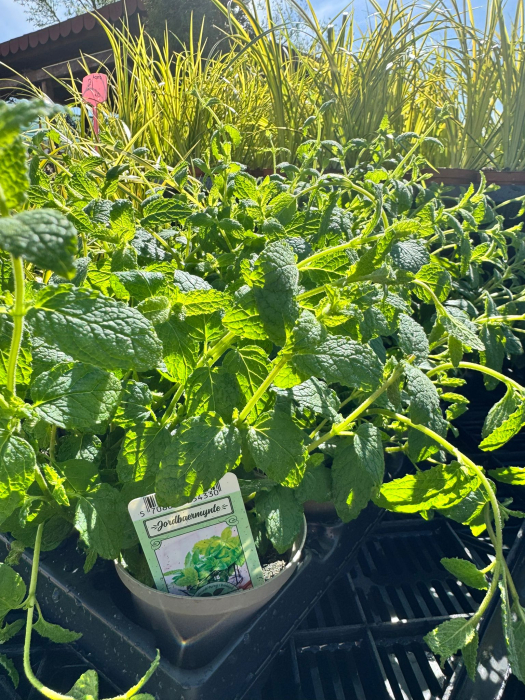 Mentha aquatica [3]