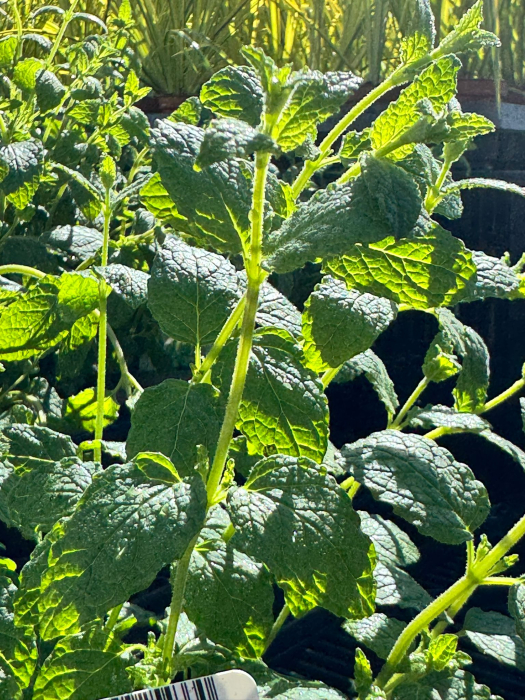 Mentha aquatica [2]