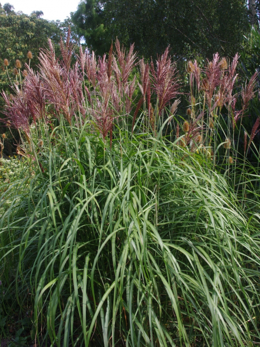 Miscanthus Malepartus C2 [1]