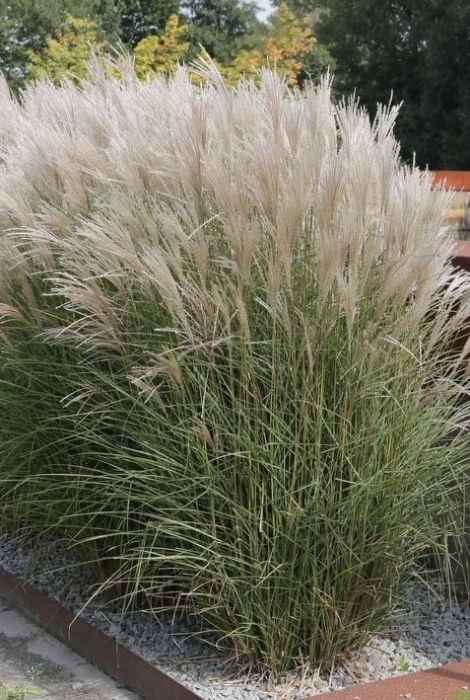 Miscanthus Silberspinne C2 [1]