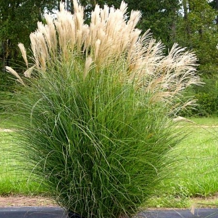 Miscanthus Silberspinne C2 [2]