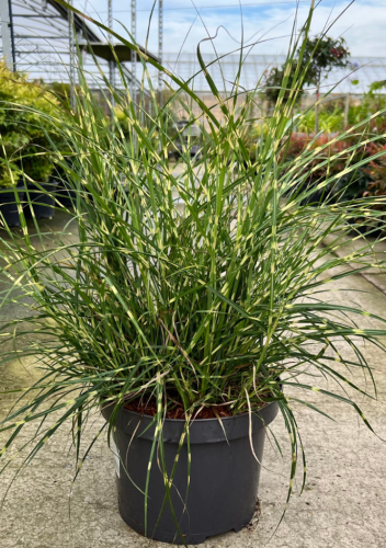 Miscanthus Strictus Dwarf C3 [1]