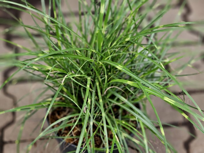 Miscanthus Strictus Dwarf C3 [2]