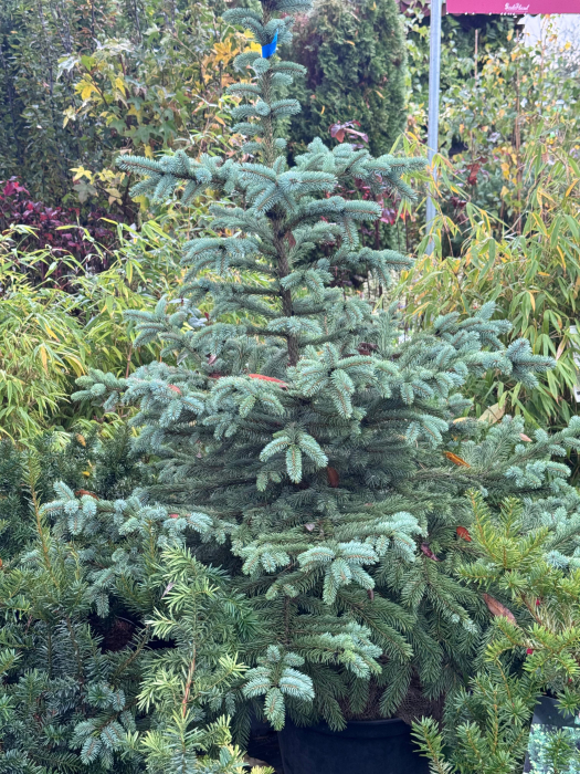 Molid argintiu (Picea pungens) 100–120 cm – C27 [1]
