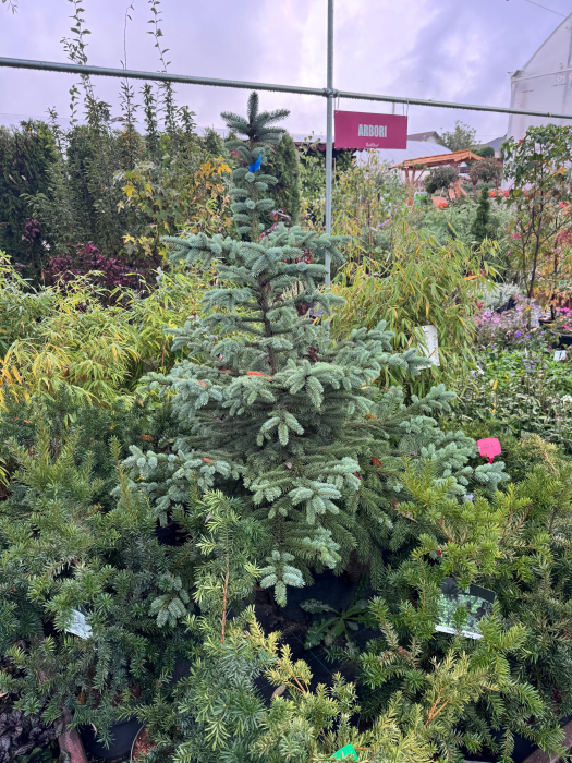 Molid argintiu (Picea pungens) 100–120 cm – C27 [3]