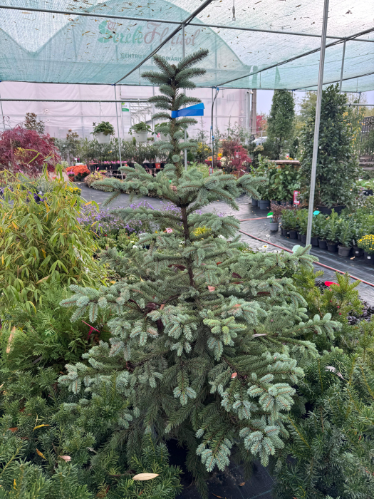 Molid argintiu (Picea pungens) 100–120 cm – C27 [2]