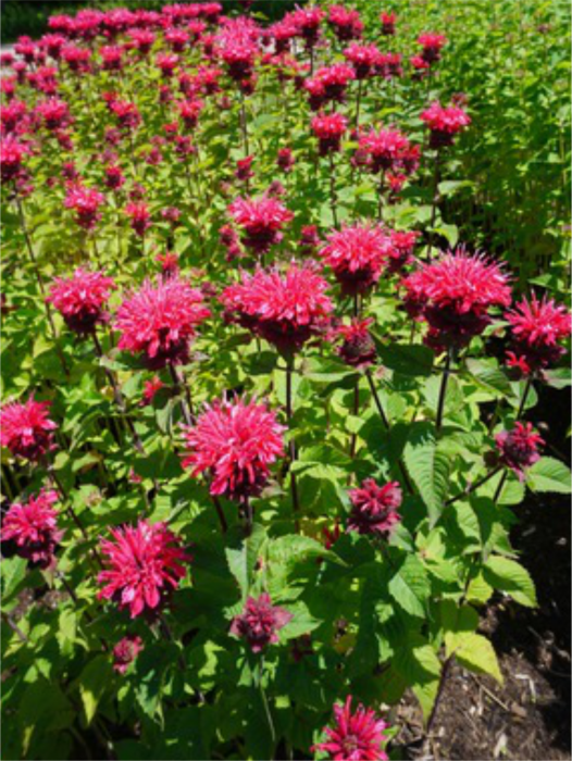 Monarda Bee Happy [2]