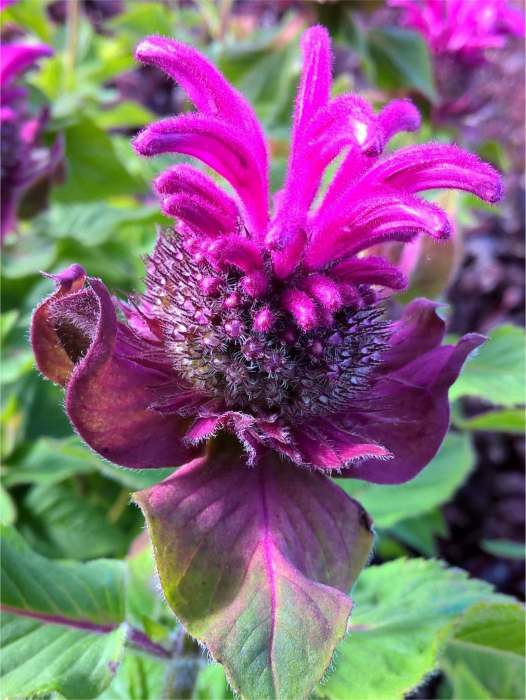 Monarda Bee Pure [3]