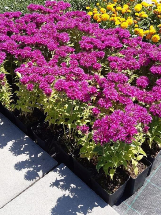 Monarda Bee Pure [1]