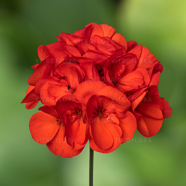 Pelargonium Classic Grand Prix [3]