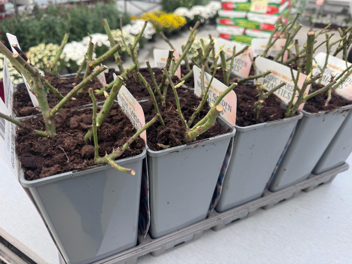 Nordic Roses 2L – trandafiri compacți și viguroși [2]