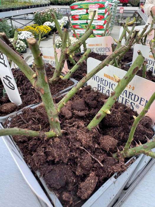 Nordic Roses 2L – trandafiri compacți și viguroși [3]